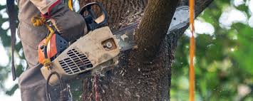 Best Tree Trimming and Pruning  in Enterprise, AL