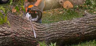 Best Fruit Tree Pruning  in Enterprise, AL