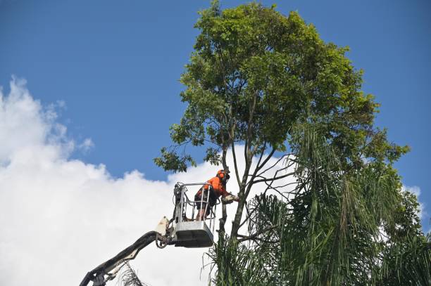 Enterprise, AL Tree Services Company